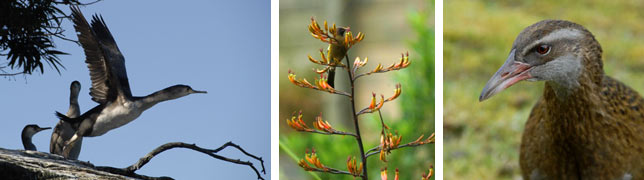 activity bird watching