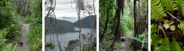 activity bush walking 1